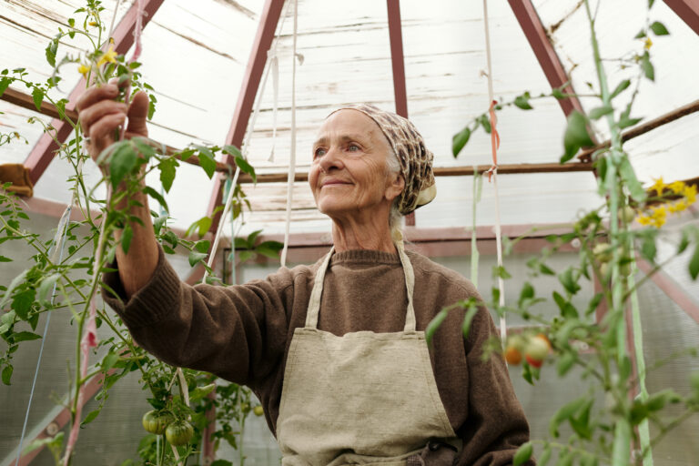 Smiling senior woman in headcloth and apron taking care of tomato plants